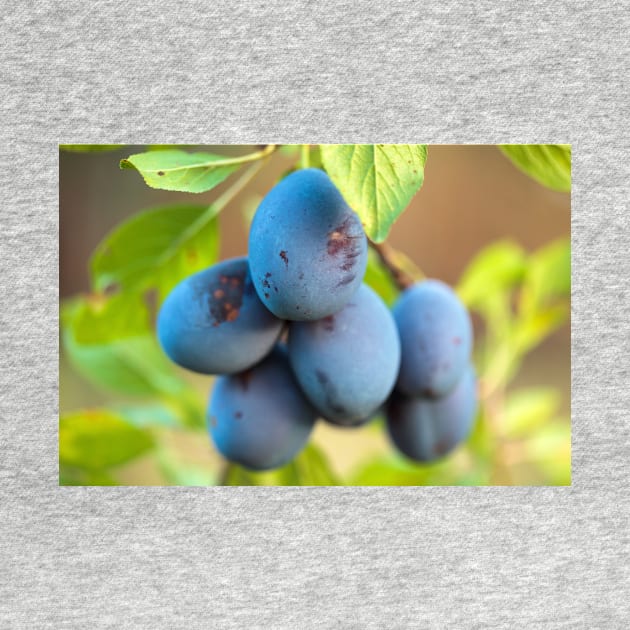 Ripe blue plums in an orchard by naturalis